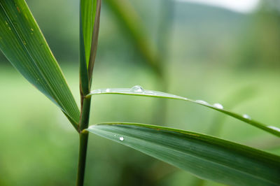 Close-up of wet plant