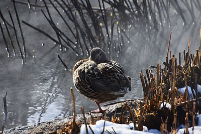 View of birds perching on wood during winter