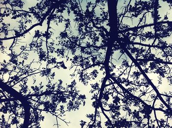 Low angle view of tree against sky