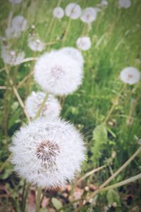 Close-up of dandelion