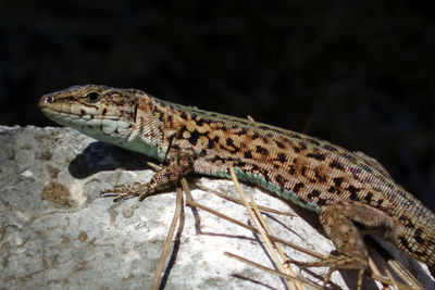 Close-up of lizard on rock