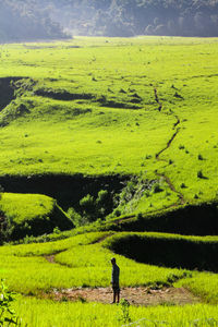 Scenic view of grassy field