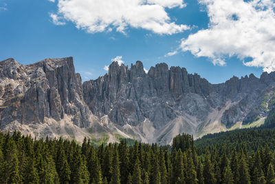 Panoramic view of pine trees against sky