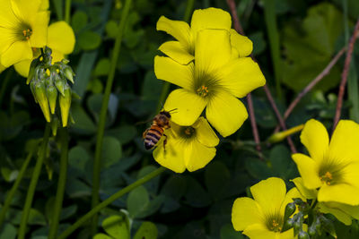 Close-up of bee pollinating on yellow flower