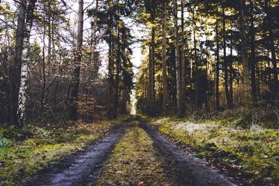 Road amidst trees in forest