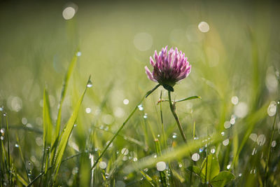 Close-up of flower against blurred background