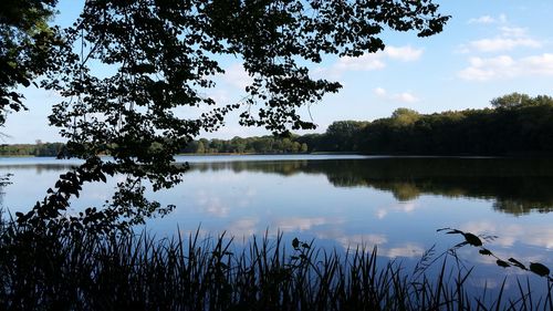 Reflection of trees in calm lake