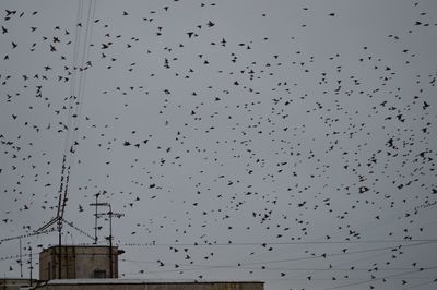 Low angle view of birds flying against sky