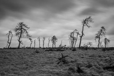Misty landscape in high fens in belgium