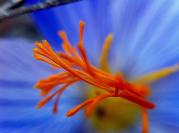 Close-up of yellow flower