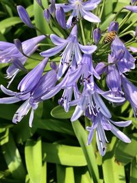 Close-up of purple flowering plant
