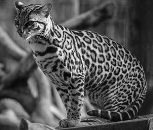 Cat looking away in zoo