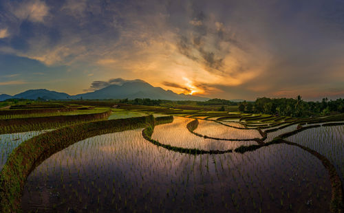 Beautiful view in the morning in the rice fields