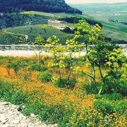 Yellow flowers growing in field