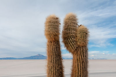 Cactus plant growing on desert against sky