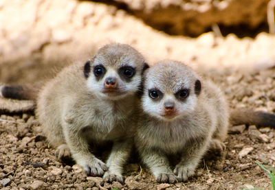 Close-up of meerkat pups