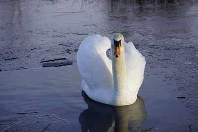 Swan swimming in lake