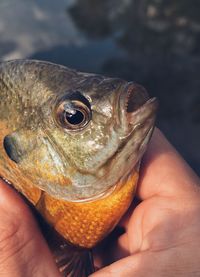 Close-up of hand holding fish