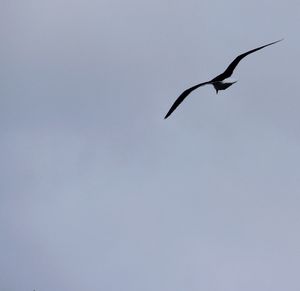 Low angle view of birds flying