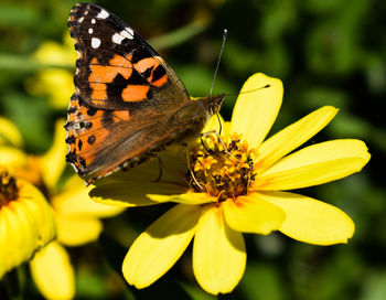 Close-up of butterfly pollinating on yellow flower