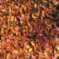 Full frame shot of autumn leaves