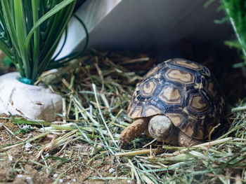 Close-up of turtle on field