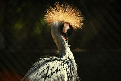 Close-up of bird against sky