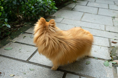 High angle view of a dog on footpath
