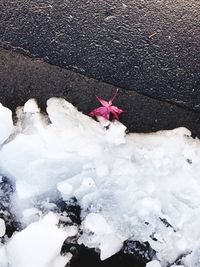 High angle view of starfish on road