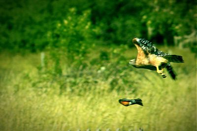 Animal on grassy field