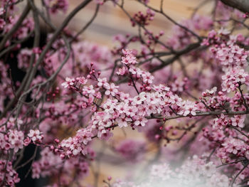 Close-up of pink cherry blossoms in spring