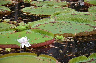 Lotus water lily in lake