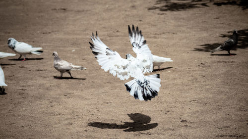 Seagulls and birds on the ground