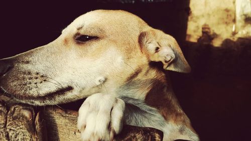 Close-up of dog relaxing outdoors