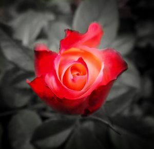 Close-up of red rose