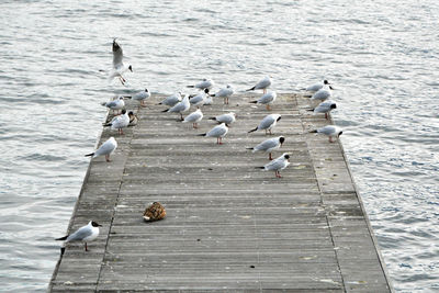 High angle view of seagulls perching on pier over lake