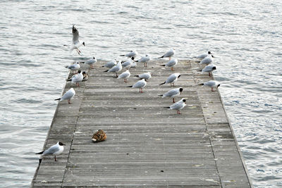 High angle view of seagulls perching on pier over lake