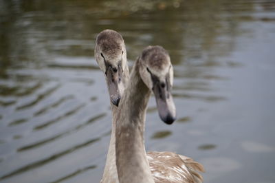 Close-up of swan in lake