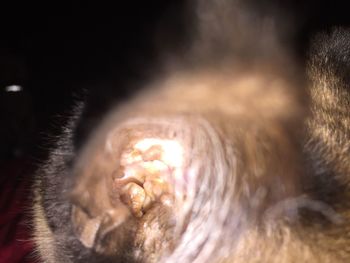 Extreme close up of animal