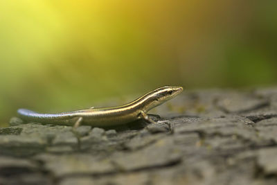 Close-up of lizard