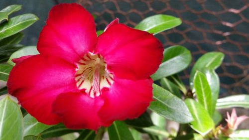 Close-up of red hibiscus blooming outdoors