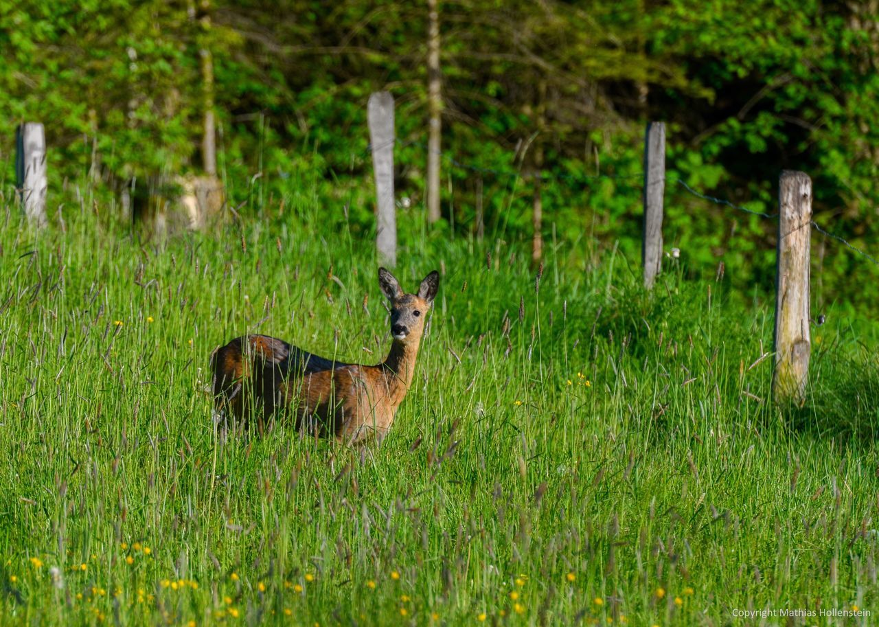 animal themes, one animal, grass, mammal, nature, green color, animals in the wild, day, no people, field, outdoors, growth, animal wildlife, plant, tree, domestic animals, beauty in nature