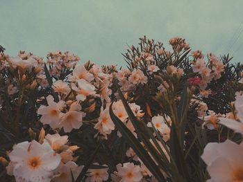 Close-up of flowers blooming against sky