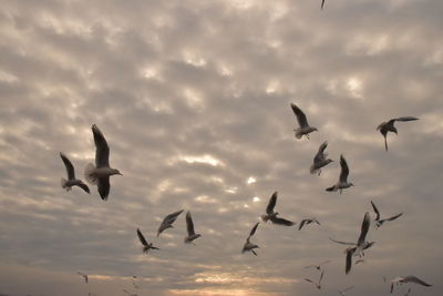 Low angle view of seagulls flying in sky