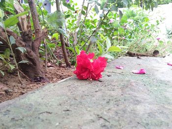 Close-up of flower growing on tree