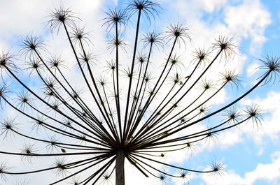 Low angle view of dandelion against sky