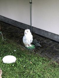 White bird perching on wall