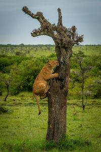 Squirrel on tree trunk in field