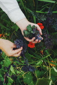 High angle view of hand holding leaf on field