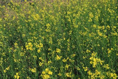 Yellow flowering plants on field